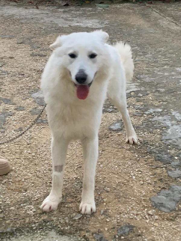 Gucci, splendido pastore svizzero Foto 4